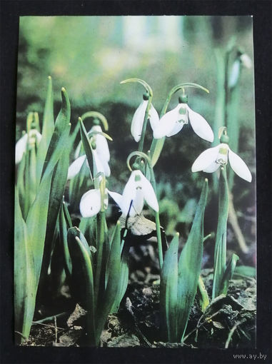 Открытка. Цветы. Флора. Болгария. 1977 год. Чистая #0074-FL1P37