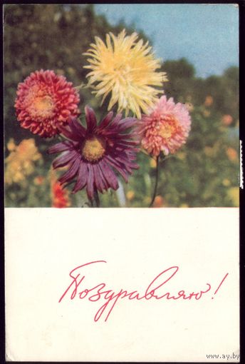 1967 год Е.Игнатович Поздравляю!