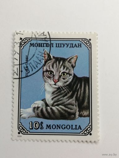 Монголия 1979. Домашние коты