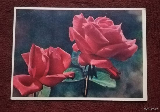 Открытка "Крымская роза" подписанная 1962г. фото И.Шагина