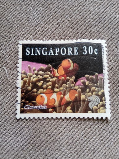 Сингапур. Рыба-клоун