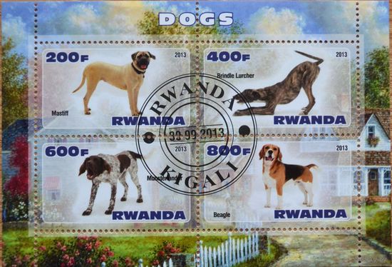 Собаки, блок, Руанда