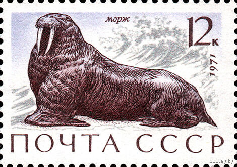 Морж СССР 1971 год 1 марка