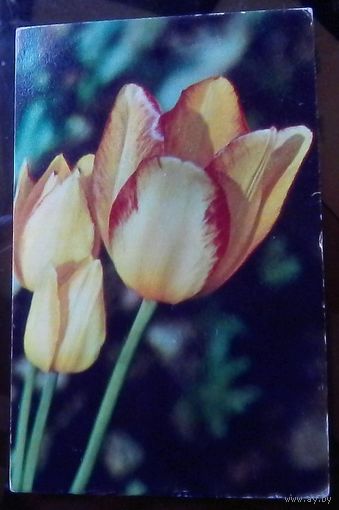 1975 год Тюльпаны Одетта