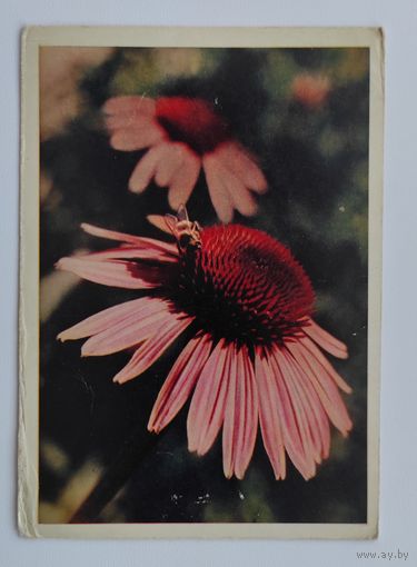 Почтовая карточка 1964 г. "Эхинауса пурпуровая". Фото Л. Раскина.