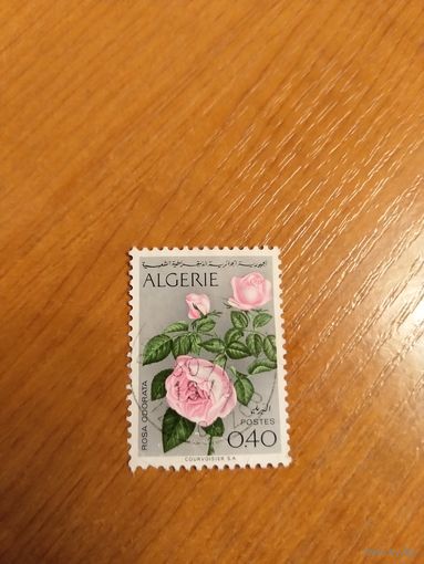 Алжир флора цветы (4-14)