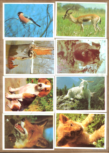 Календари Животные 1990