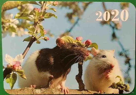 Календарик Крысы