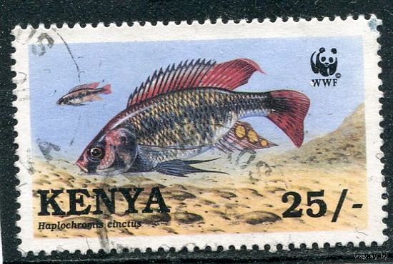 Кения. Редкие виды рыб