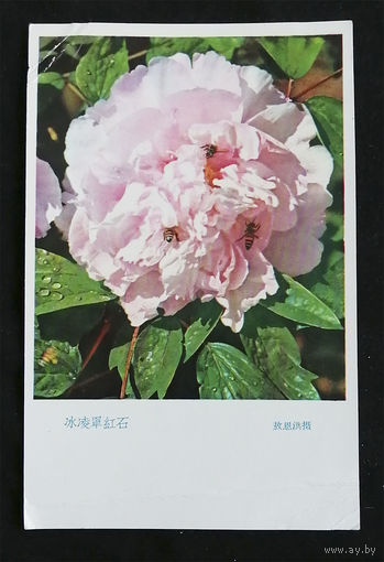 Открытка. Пионы. Цветы. Флора. Китай. 1970-е года. Чистая #0077-FL1P39