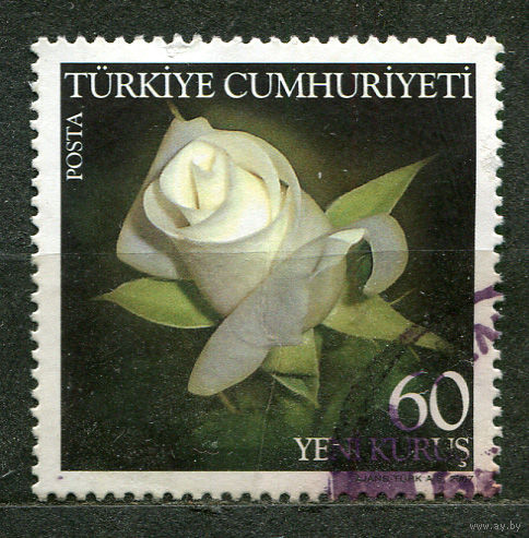 Розы. Турция. 2007
