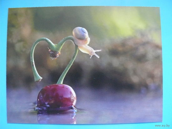 Современная открытка, Улитка на сердечке, чистая; увеличенный формат.