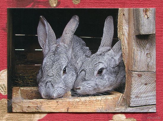ПК Белпочта Кролики 2012