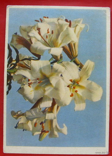 Белые лилии. Чистая. 1962 года. 200.