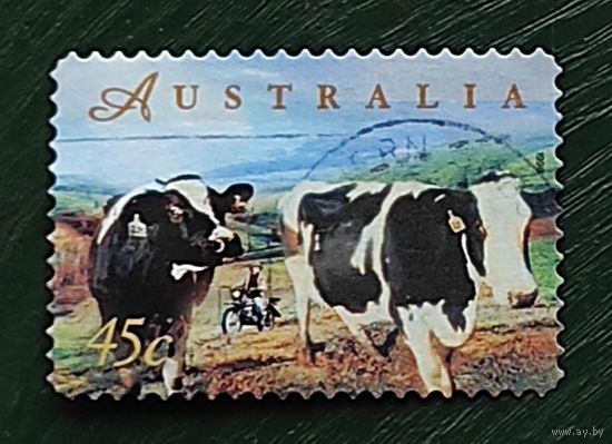 Австралия, 1м коровы гаш