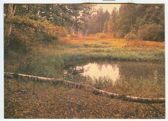 Природа. Осень. Фото В. Гиппенрейтера. 1985 год