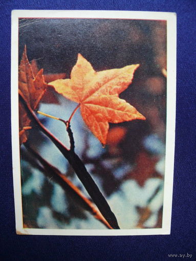 Фото Раскина Л., Осенний лист, 1964, подписана.