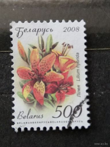 Беларусь разновидность без фона флора цветы (5-3)
