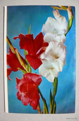 Смоляков П.(фото); Цветы; 1970, двойная, чистая.