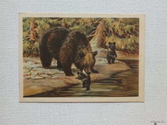 Трофимов медведица и медвежата 1954 10х15 см