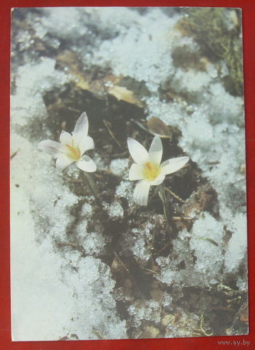 Первые цветы. Чистая. 1987 года. Фото Дорожинского. 794.