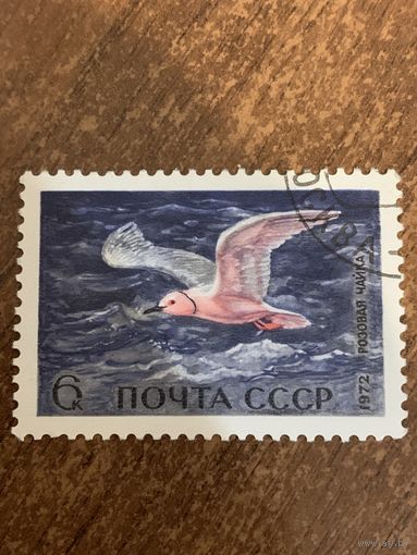 СССР 1972. Розовая чайка. Марка из серии