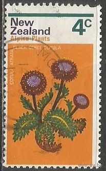 Новая Зеландия. Цветы. Астры. 1972г. Mi#584.