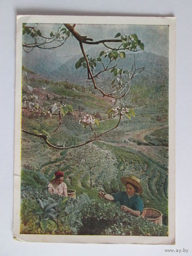 Почтовая карточка 1963 г. "На чайной плантации". Фото О. Кнорринга.