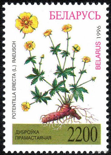 Лекарственные растения Беларусь 1996 год 1 марка