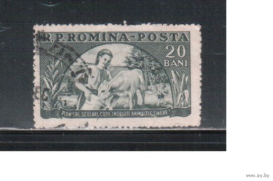 Румыния-1954, (Мих.1474) гаш.  , Пионеры, Фауна