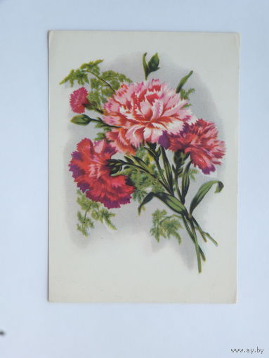 Цветы гвоздика 1957 10х15 см