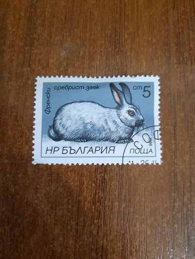 Болгария 1986. Фрэнский серебристый кролик. Марка из серии