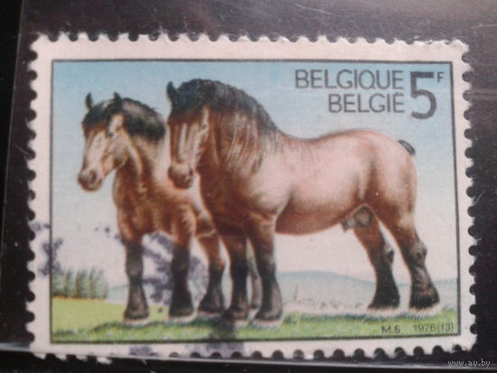 Бельгия 1976 Лошади, одиночка