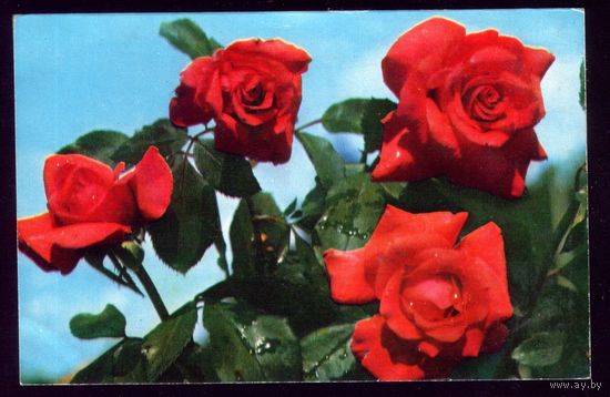 1976 год Розы Огонёк