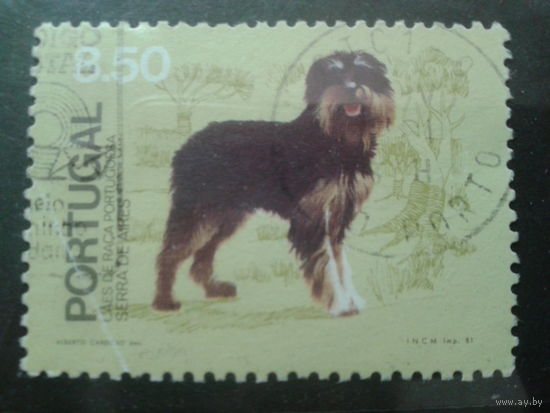Португалия 1981 собака