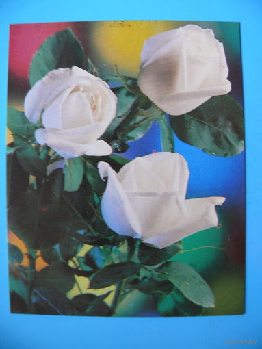 Костенко Г.(фото), Белые розы, 1984, чистая, мини-формат.