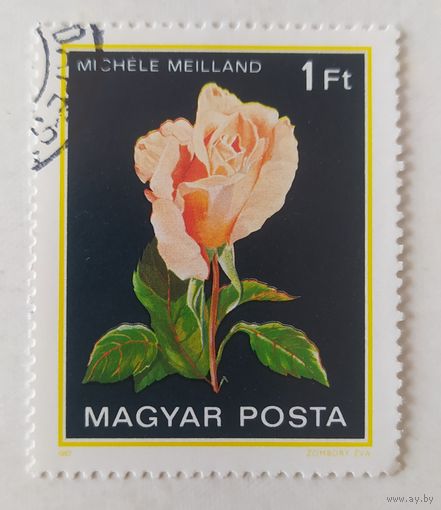 Венгрия 1982, роза