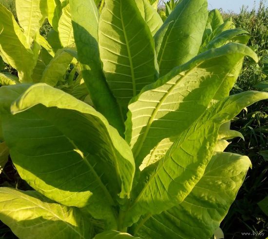 Семена Табак Юбилейный новый 142 (Семян в 1 навеске 150+ шт)
