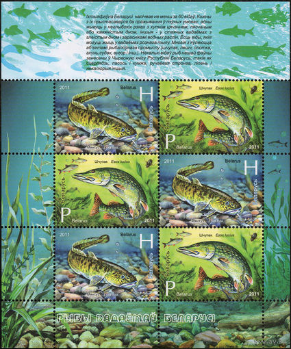 Рыбы Беларусь 2011 год (896-897) серия из 2-х марок в малом листе