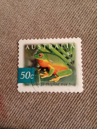 Австралия 2003. Orange thighed tree frog