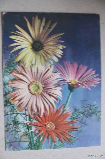Цветы; 1973, подписана (ГДР).