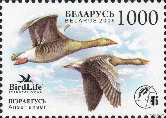 Беларусь 2009  Серый гусь