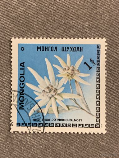Монголия 1979. Цветы. Leontopodium ochroleucum. Марка из серии