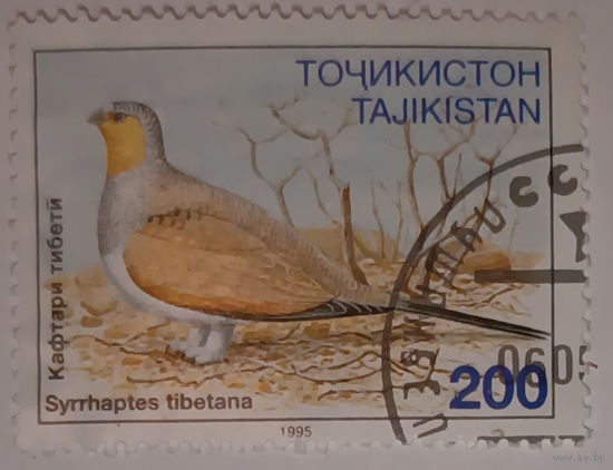 Таджикистан, птицы