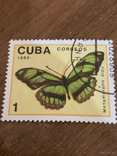 Куба 1989. Бабочки. Metamorpho dido. Марка из серии