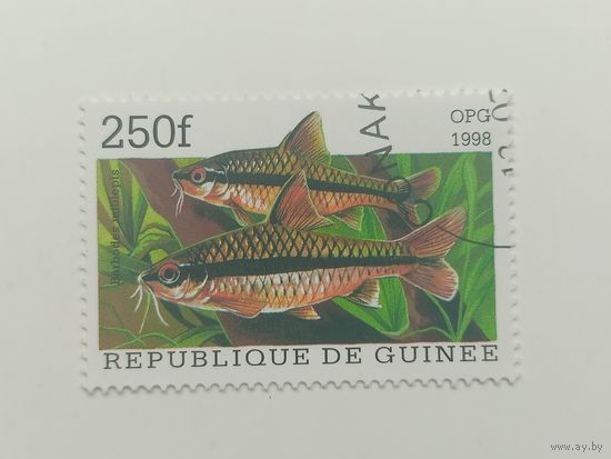 Гвинея 1998. Популярные аквариумные рыбки