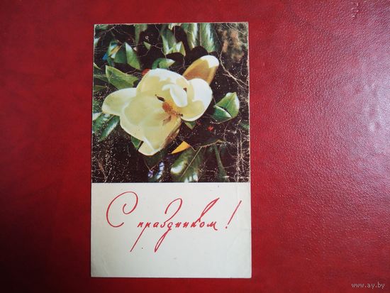 Открытка. С праздником! Цветок магнолии. Фото В.Хоменко. 1968 год.