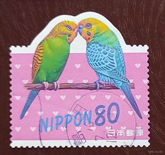Япония, 1м влюбленные попугаи гаш