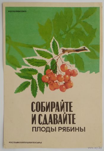 Буклет главкоопторгрекламы ,,сдавайте плоды рябины,, 1983 г