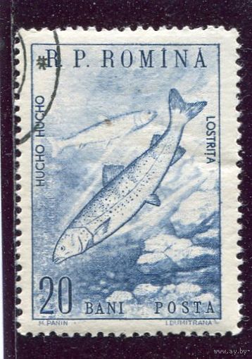 Румыния. Фауна. Рыбы